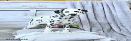 Dalmatian dogs for sale: Daisy - Ad 3