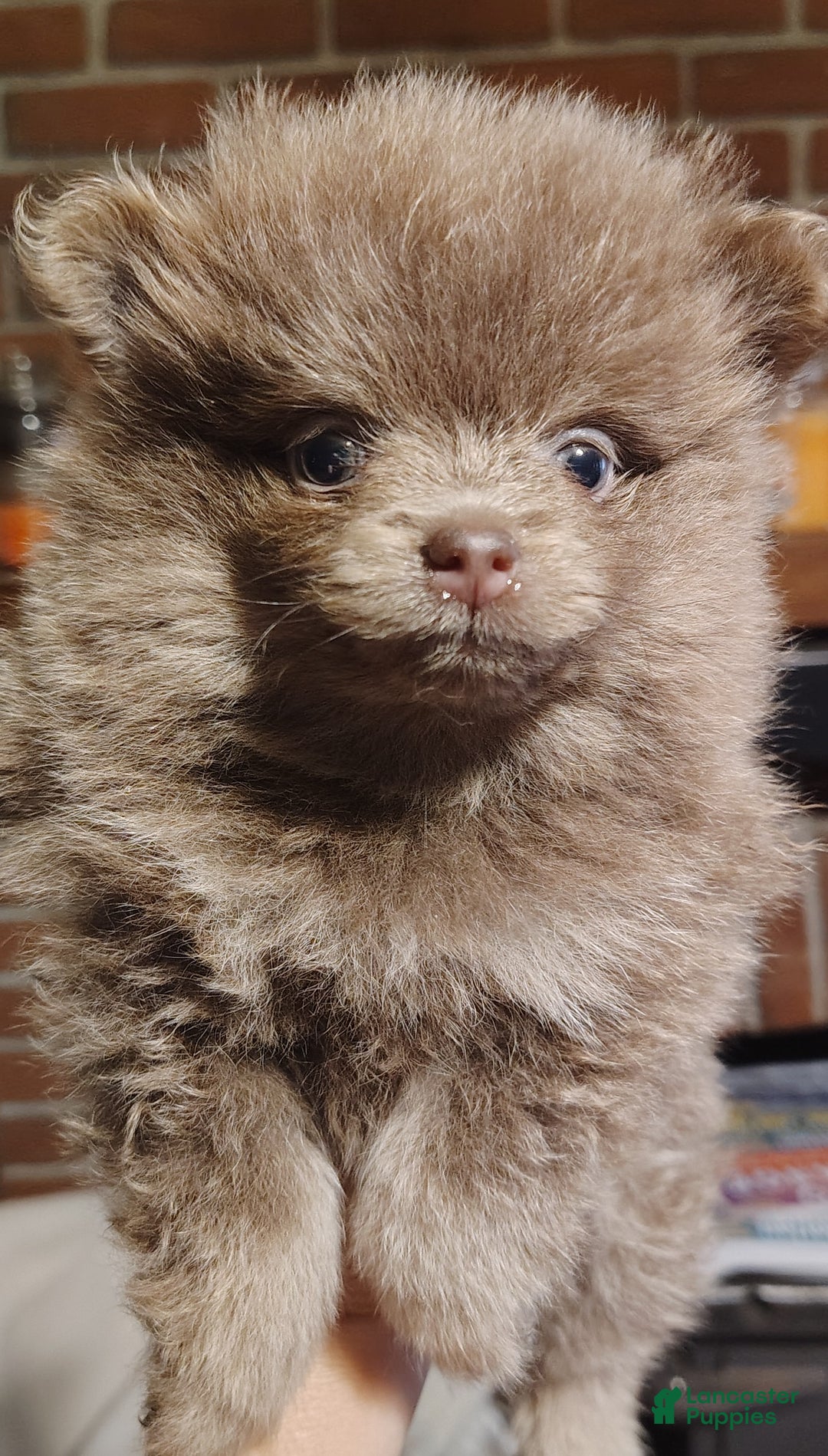 Pomeranian dogs for sale: Pomeranian Puppy 2 - Ad 9