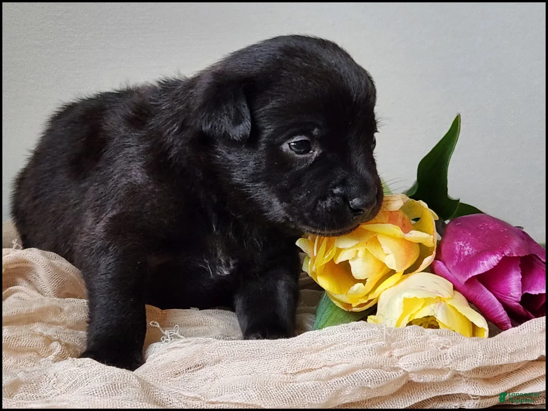 Chihuahua dogs for sale: Dusten - Ad 3