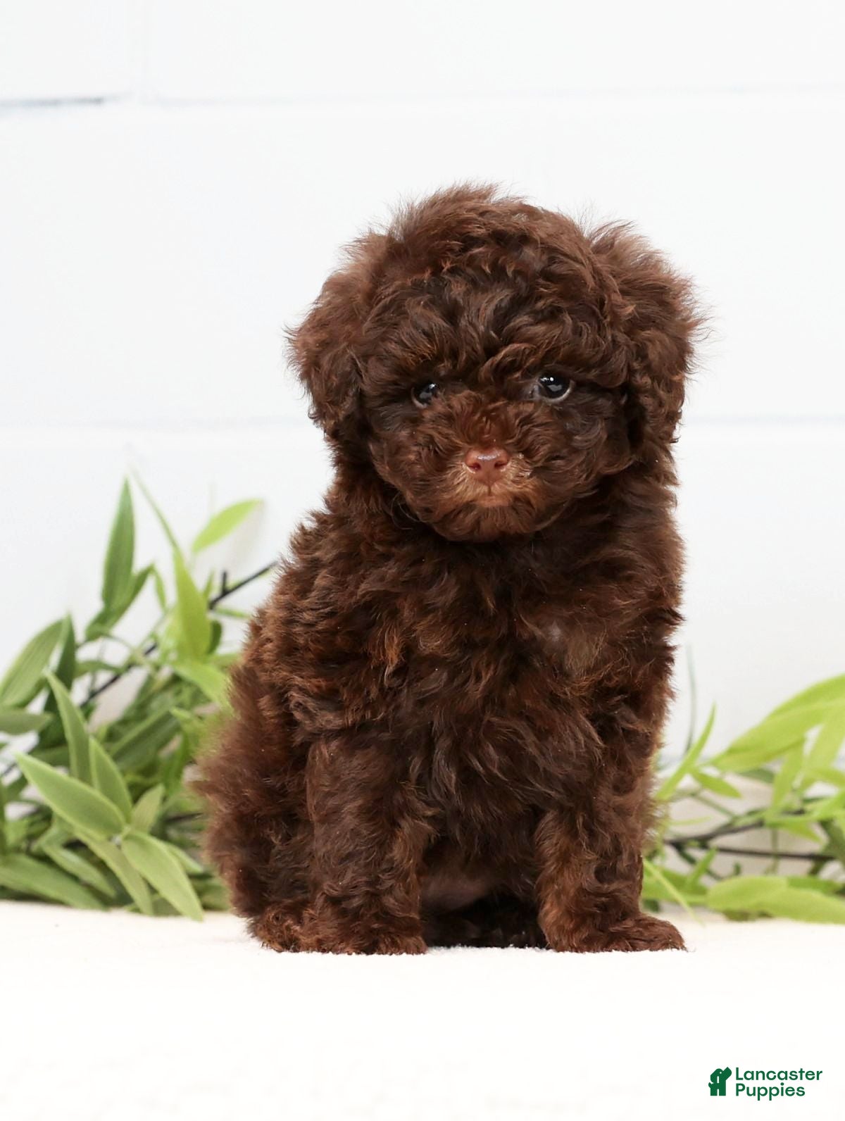 Toy Poodle dogs Lexie Toy - Ad 34