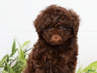 Toy Poodle dogs Lexie Toy - Ad 8
