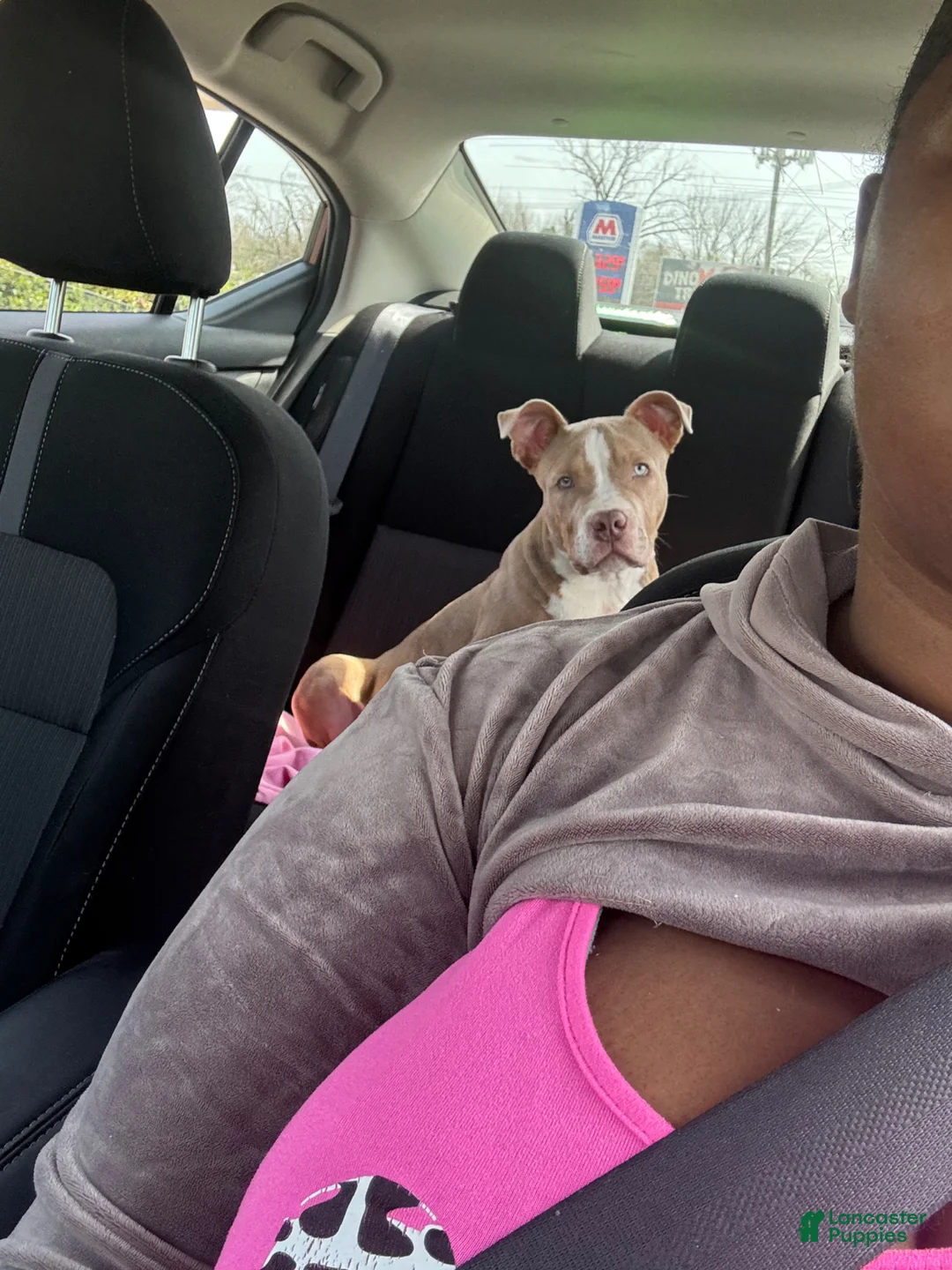 American Bully dogs for sale: American Bully Puppy 1 - Ad 4