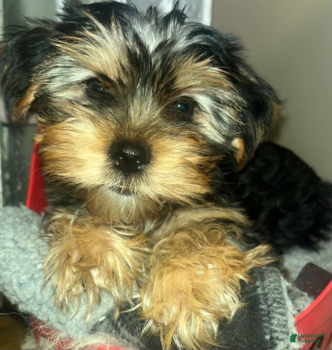 Yorkshire Terrier dogs for sale: Pearl - Ad 4