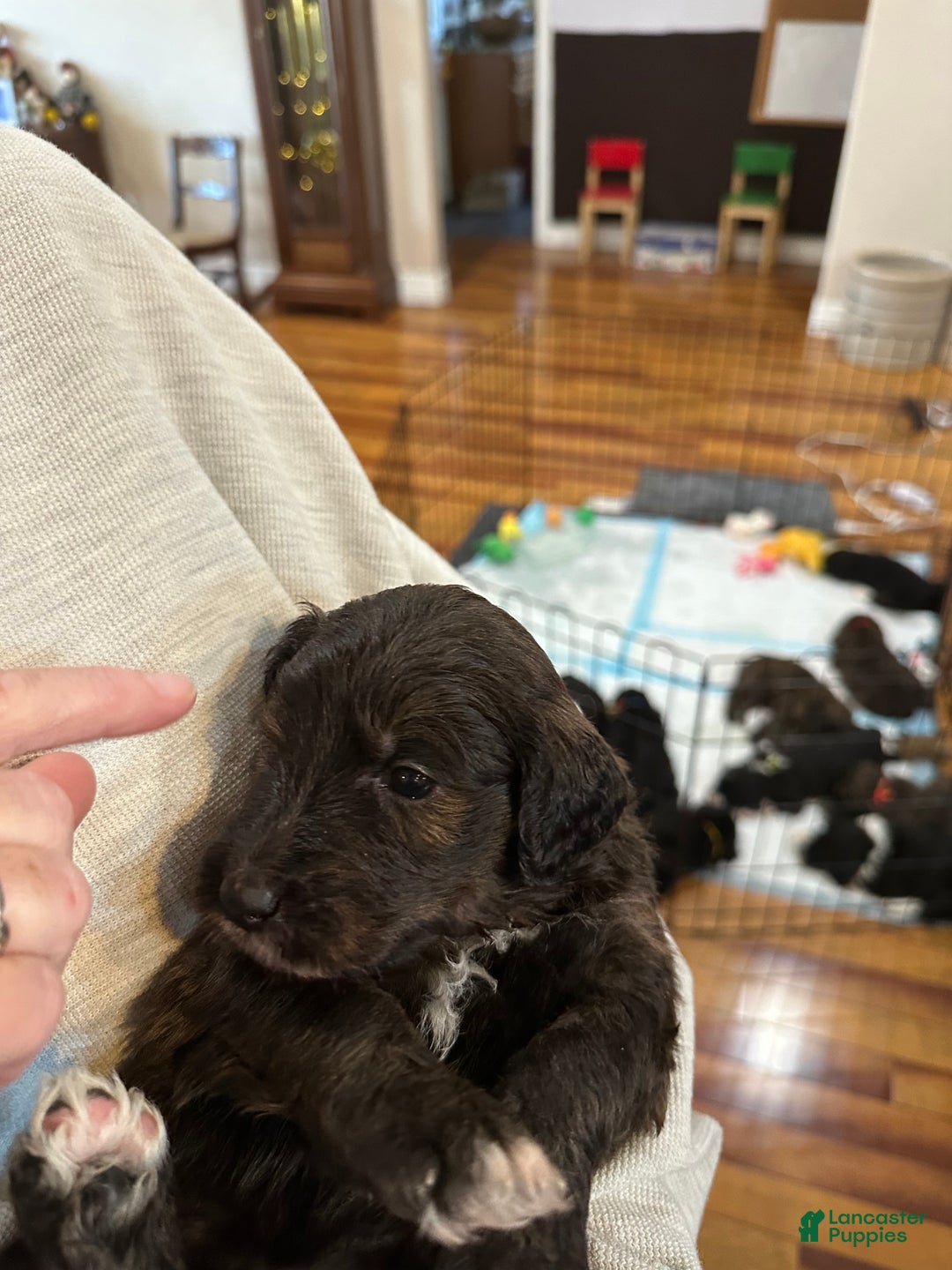 Mixed Breed dogs for sale: Female # 5 English  Shepherd Doodle  - Ad 10