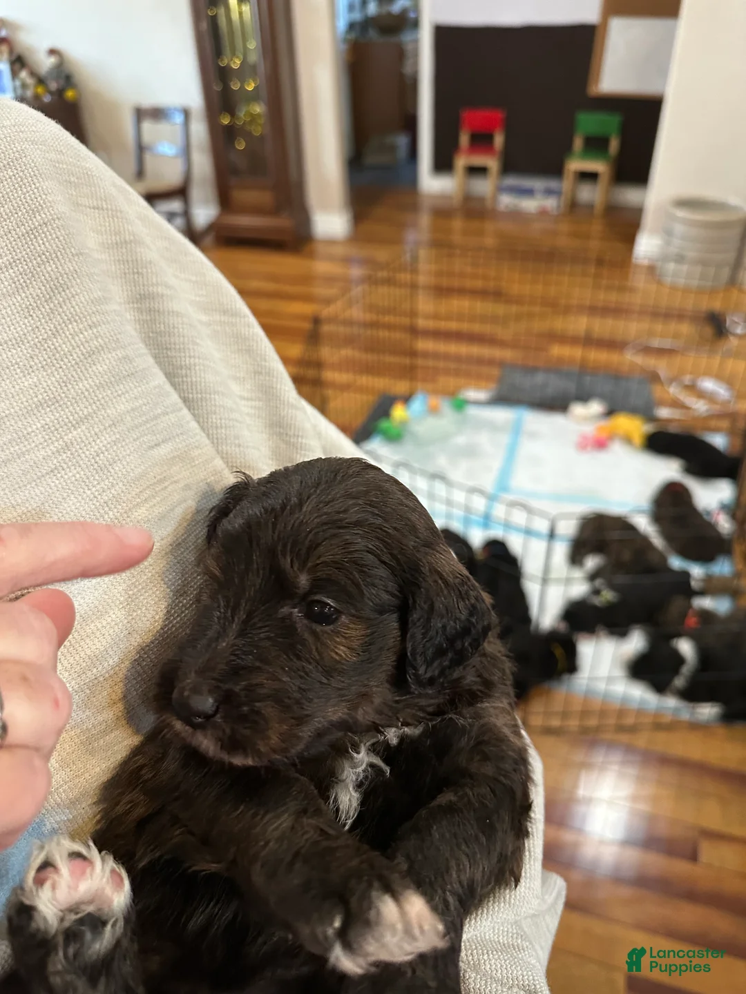 Mixed Breed dogs for sale: Female # 5 English  Shepherd Doodle  - Ad 8