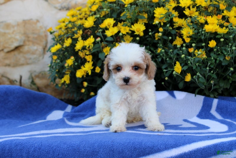 Pomeranian dogs Kevin - Ad 2