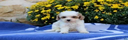 Pomeranian dogs for sale: Kevin - Ad 2