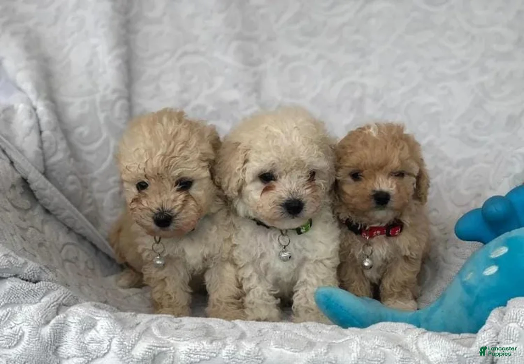 Maltipoo dogs for sale: Simon - Ad 13