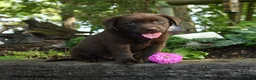 Labrador Retriever dogs for sale: Taffy - Ad 5