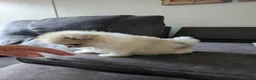 Pomeranian dogs for sale: Jude - Ad 6