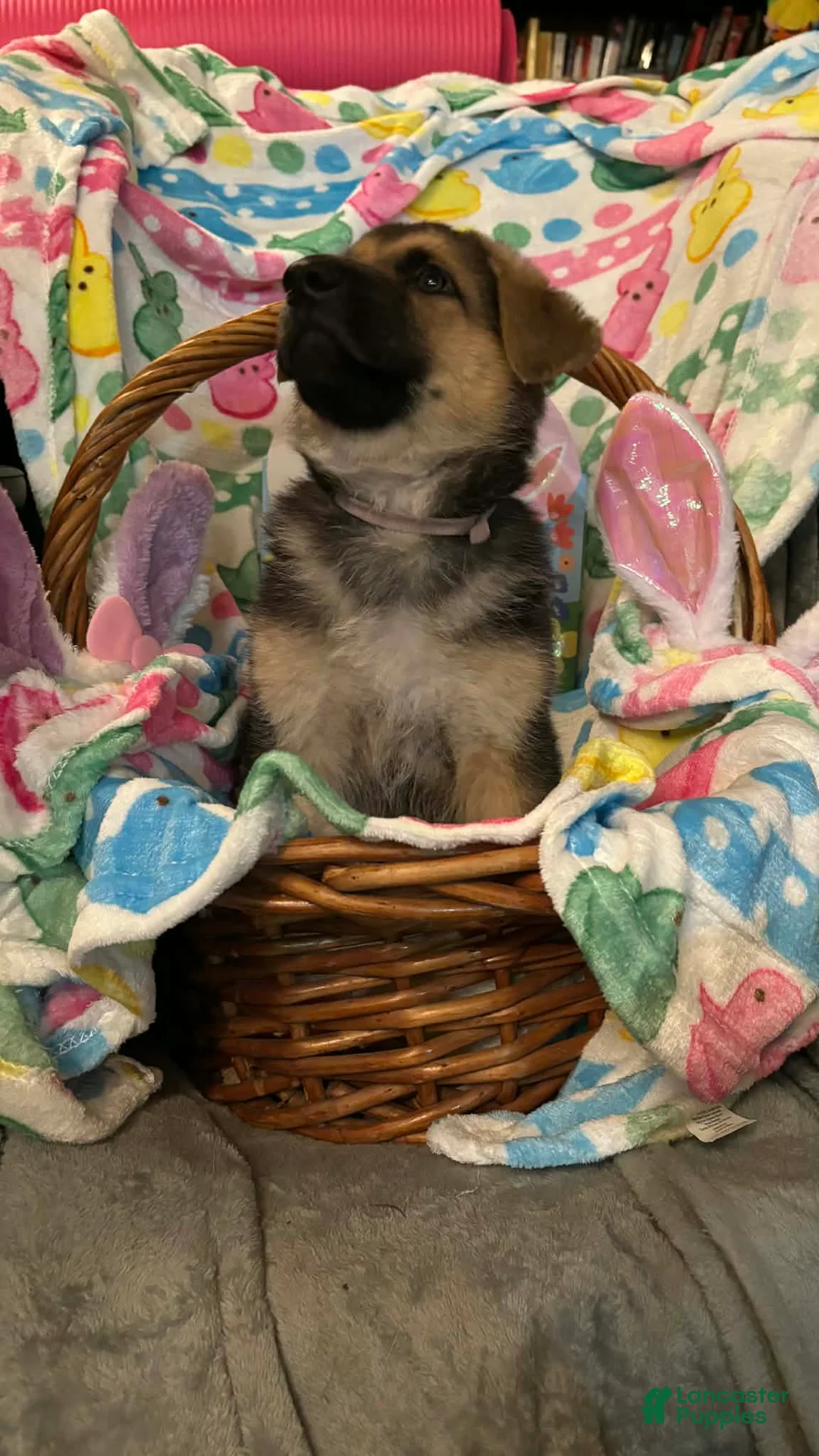 German Shepherd dogs for sale: German Shepherd Puppy 4 - Ad 2