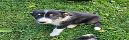 Border Collie dogs for sale: Buddy - Ad 1