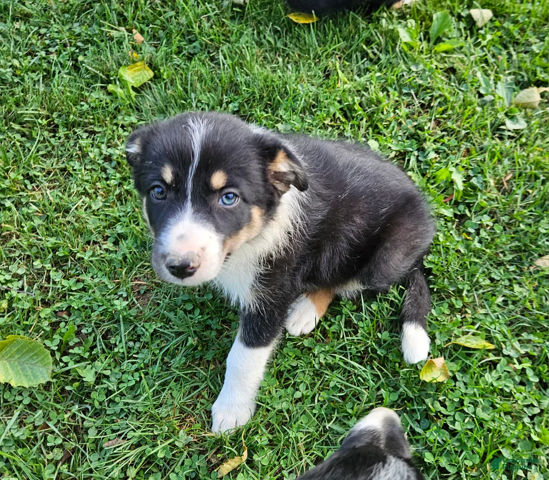 Border Collie dogs for sale: Buddy - Ad 1