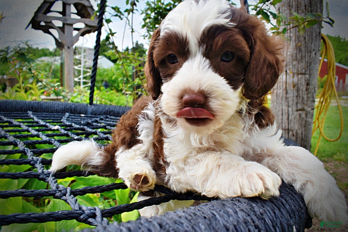 Havapoo dogs Rollo - Ad 2