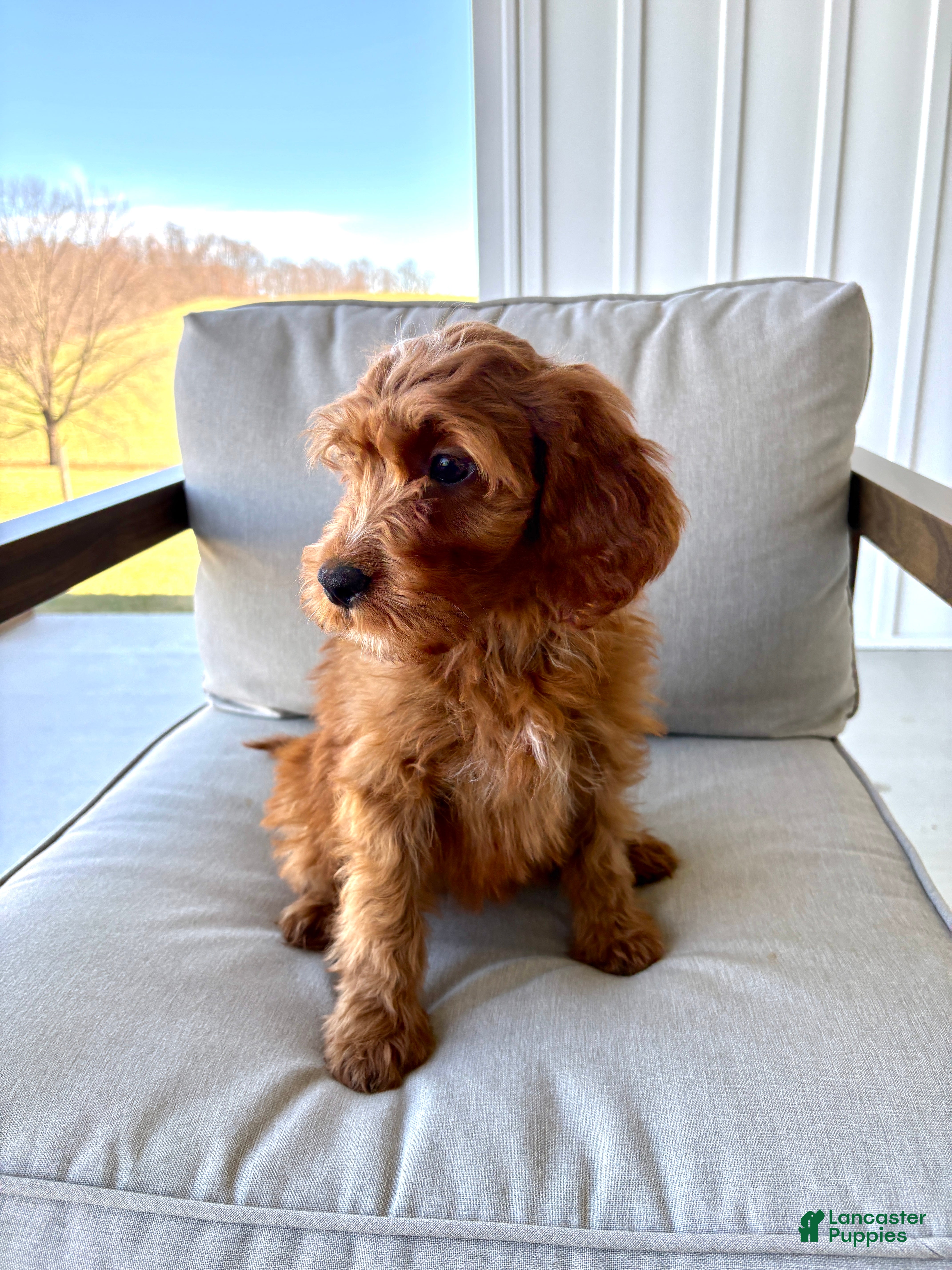 Irish Doodle dogs Candy - Ad 2