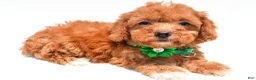 Miniature Poodle dogs for sale: Lila - Ad 6