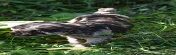 Standard Poodle dogs for sale: Standard Poodle 5 Chocolate Merle - Ad 15