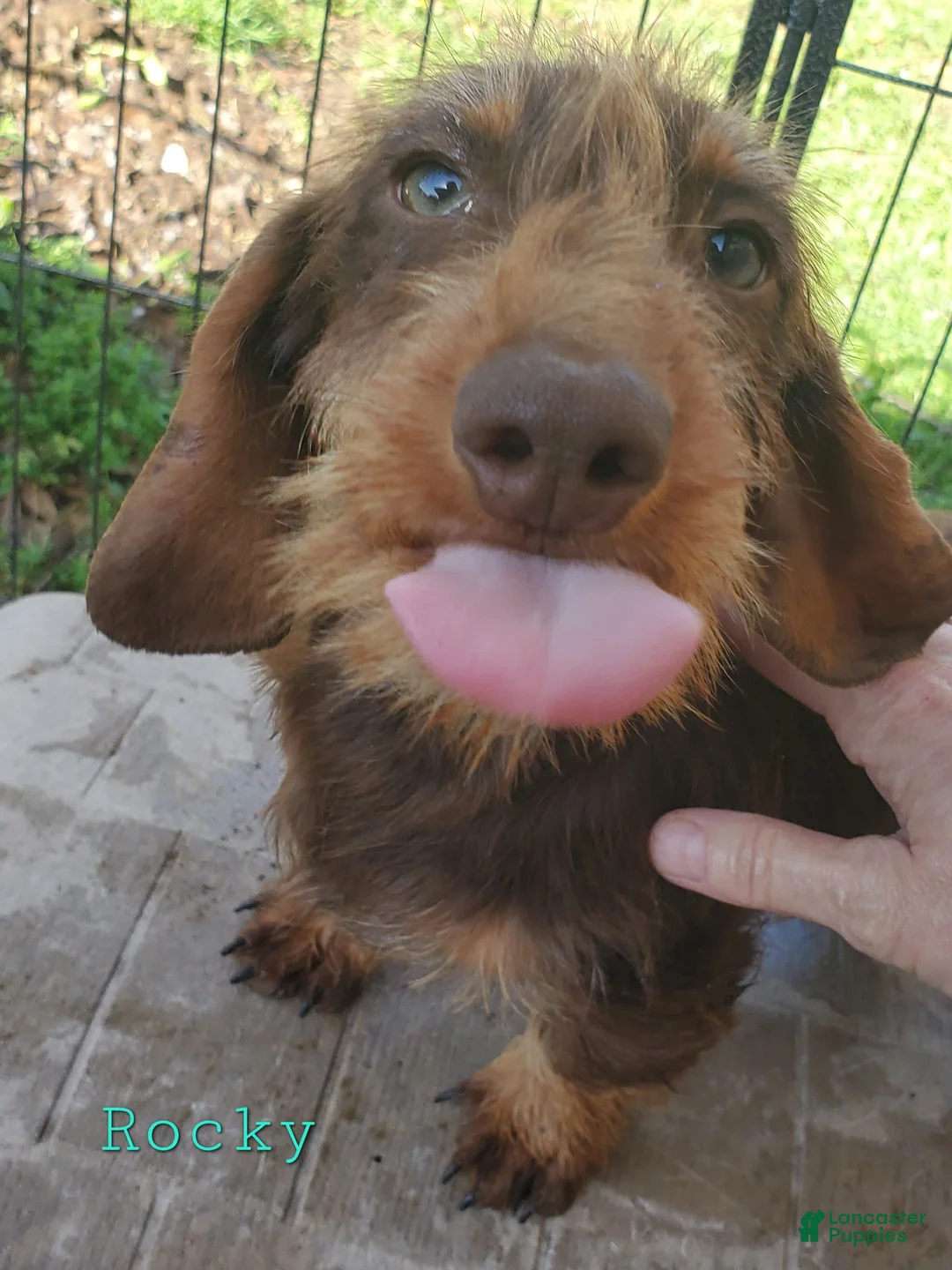Dachshund dogs for sale: Rockin Robin - Ad 4