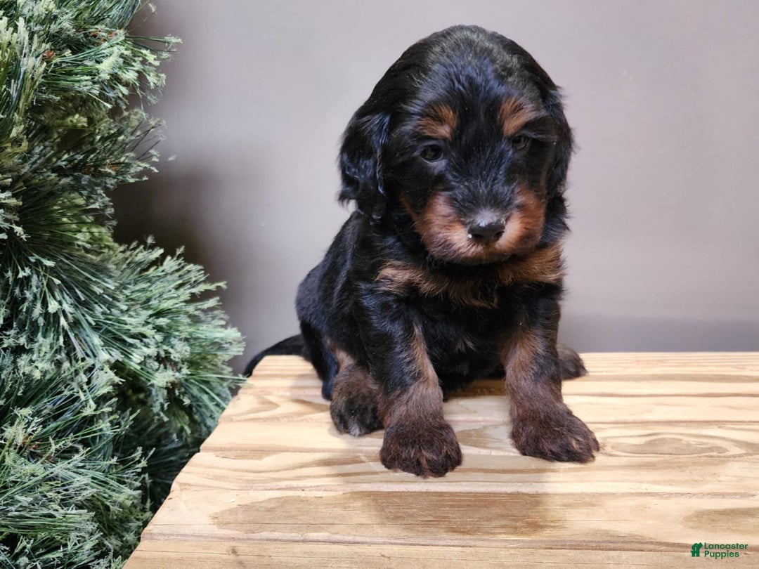 Mini Bernedoodle dogs for sale: Donner - Ad 6