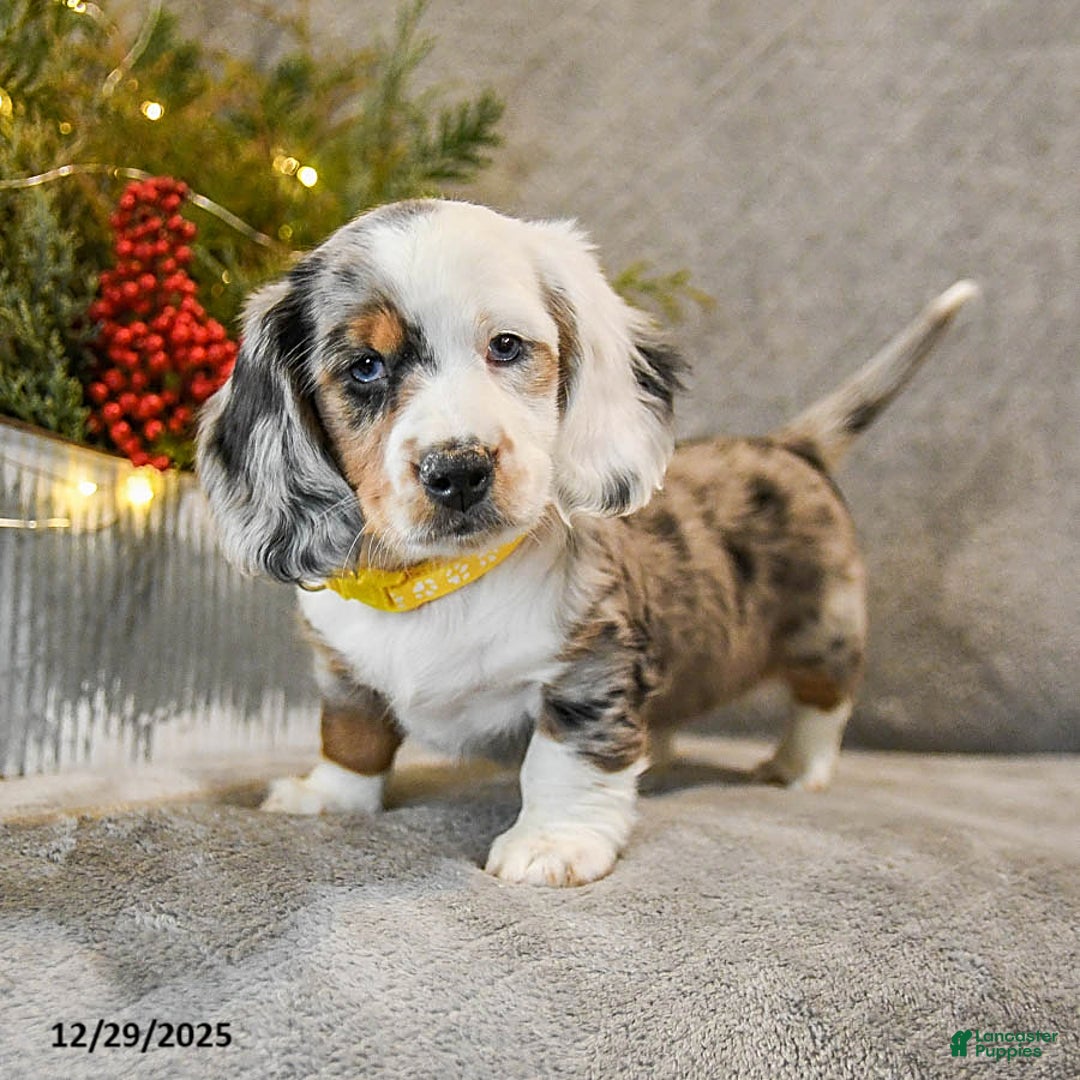 Dachshund dogs for sale: Taffy - Ad 1