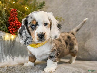 Dachshund dogs Taffy - Ad 1