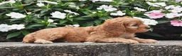 Cavapoo dogs for sale: Oliver - Ad 2