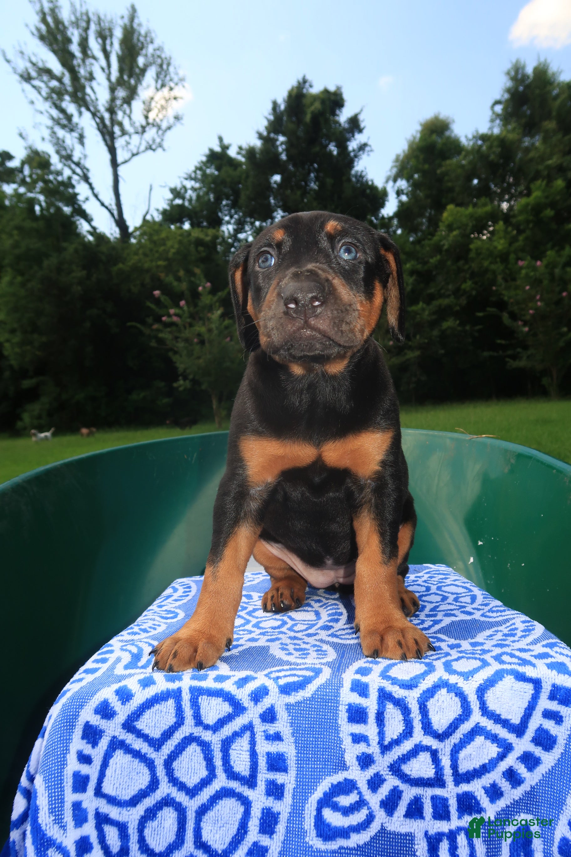 Mixed Breed dogs Juliet - Ad 2
