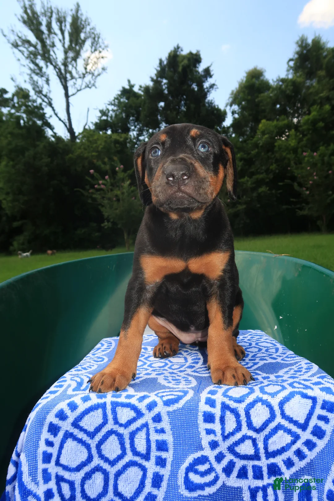 Mixed Breed dogs for sale: Juliet - Ad 2