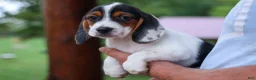 Beagle dogs for sale: Dolly💗 - Ad 16