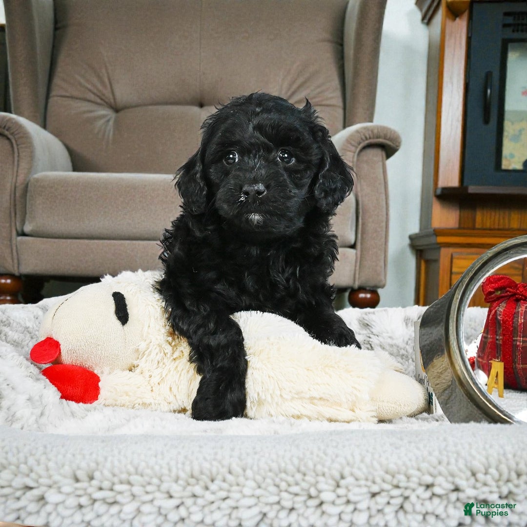 Cockapoo dogs for sale: cindy - Ad 5