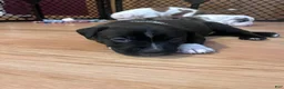 Mixed Breed dogs for sale: Mixed Breed 2 - Ad 1