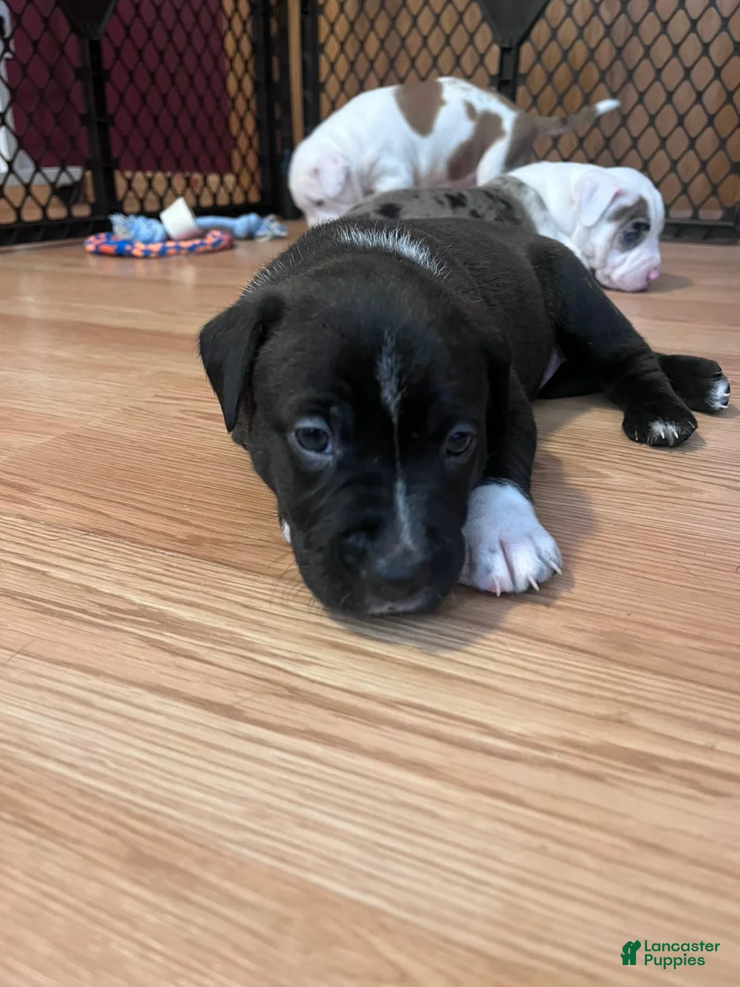 Mixed Breed dogs for sale: Mixed Breed 2 - Ad 1