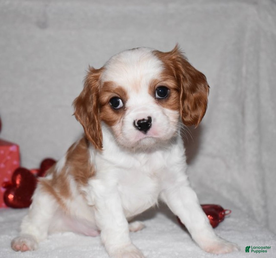 Cavalier King Charles Spaniel dogs for sale: Odie - Ad 11