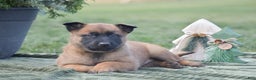 Belgian Malinois dogs for sale: Rhett - Ad 5