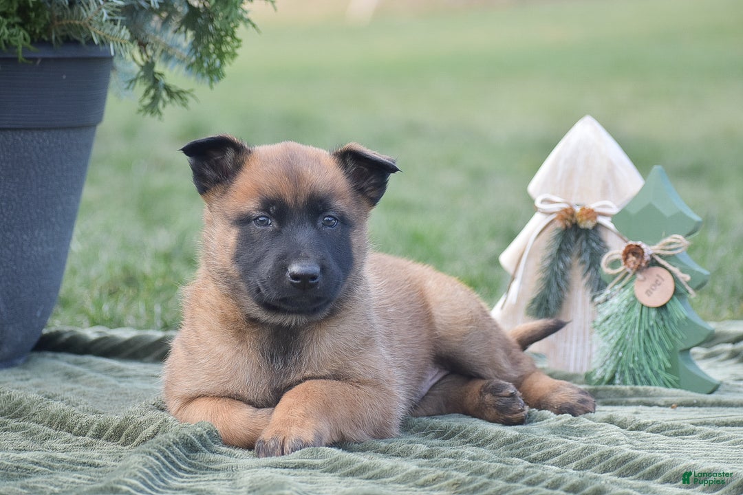 Belgian Malinois dogs for sale: Rhett - Ad 5