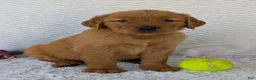 Golden Retriever dogs for sale: Miss Rosie  - Ad 6