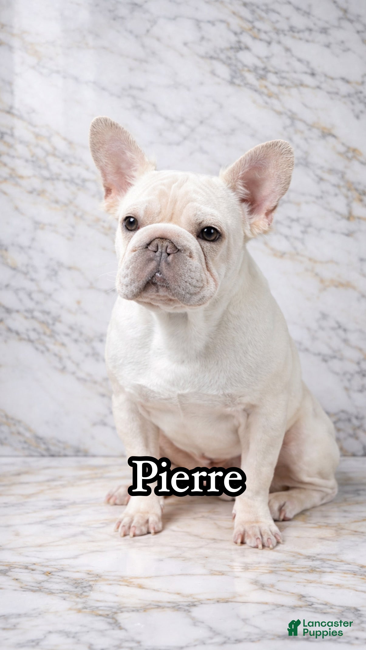 French Bulldog dogs Pierre - Ad 31