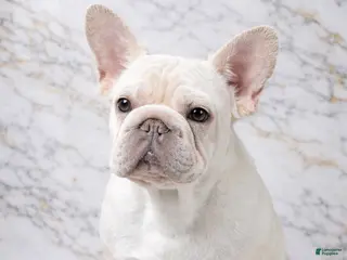 French Bulldog dogs Pierre - Ad 31