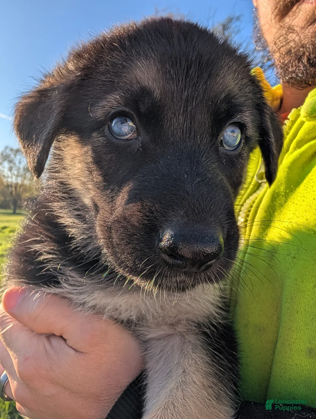 Gerberian Shepsky dogs for sale: Gerberian Shepsky Puppy 3 - Ad 1