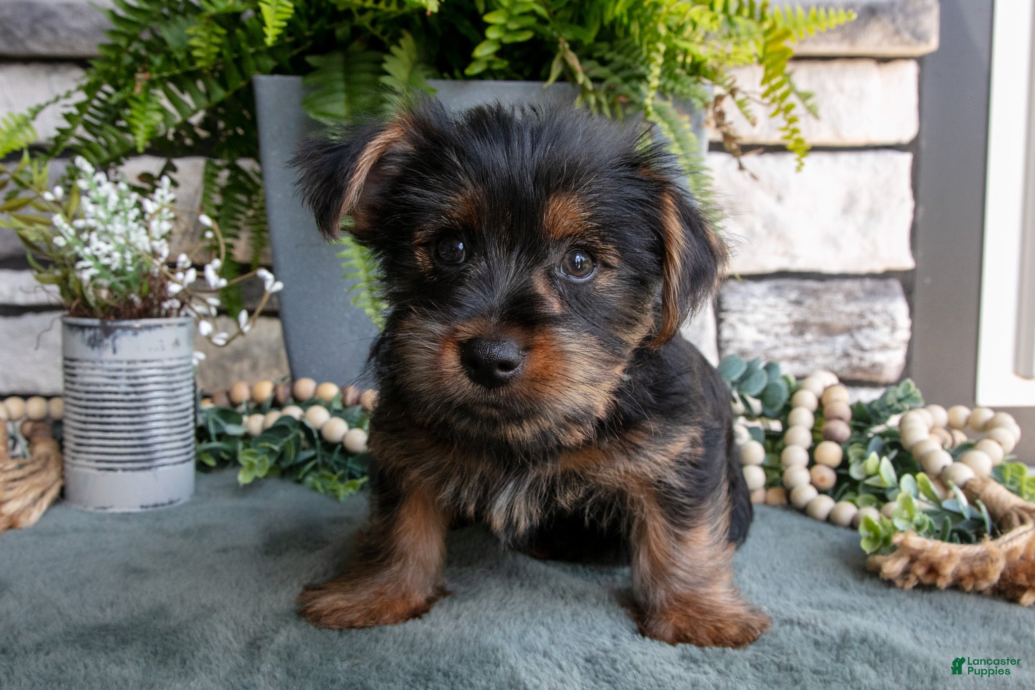 Yorkshire Terrier dogs Colt - Ad 2
