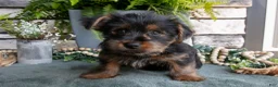 Yorkshire Terrier dogs for sale: Colt - Ad 2