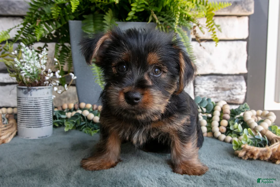 Yorkshire Terrier dogs for sale: Colt - Ad 2