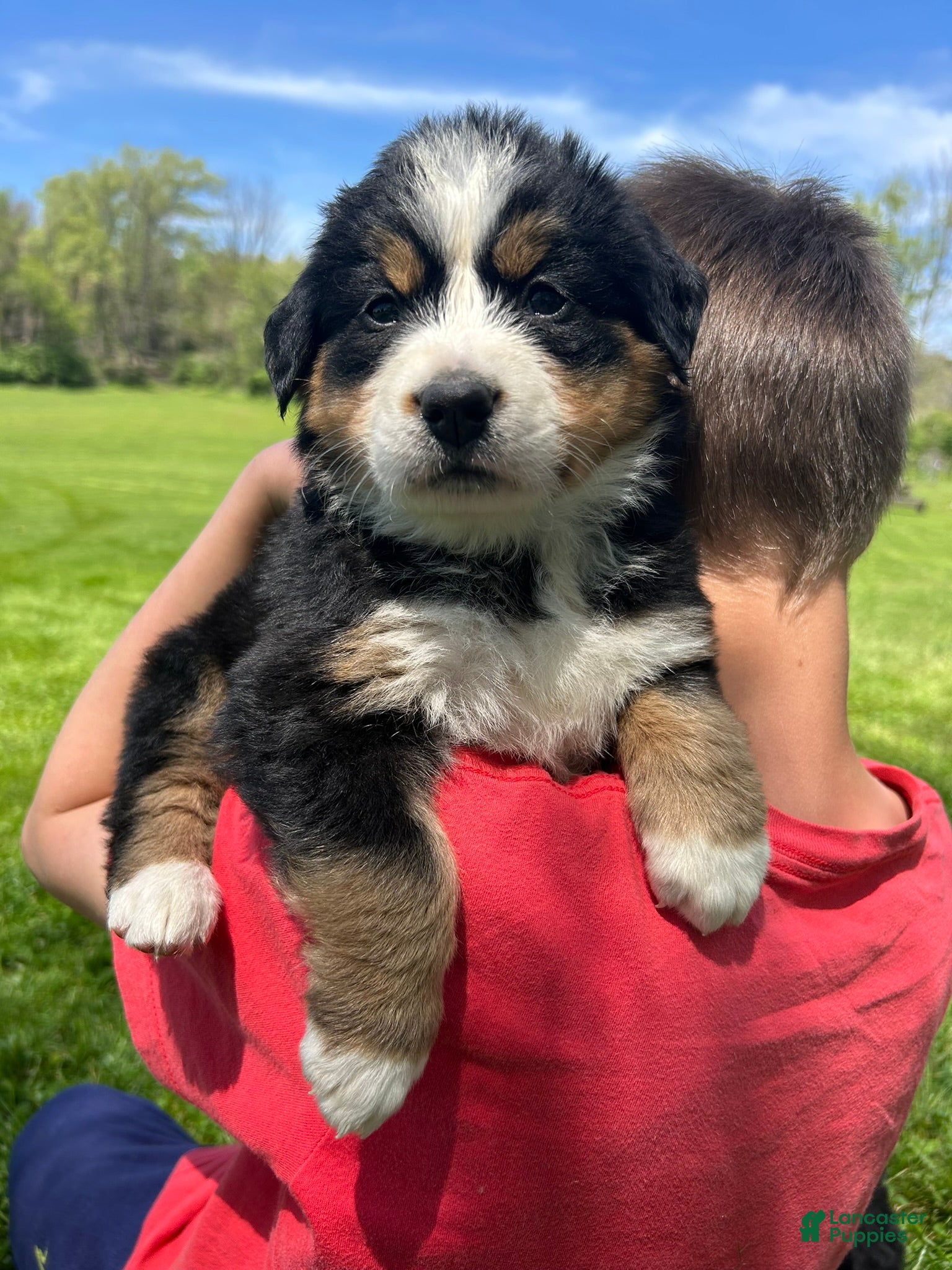Bernese Mountain Dog dogs Bernese Mountain Dog Puppy 12 - Ad 5