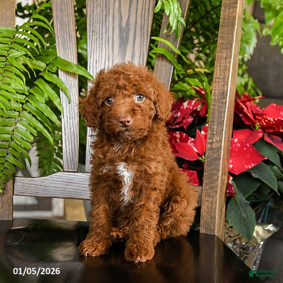 Toy Poodle dogs for sale: Wonton - Ad 3