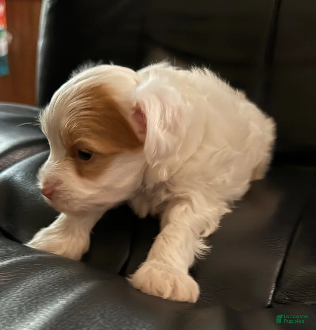 Chinese Crested dogs for sale: Chinese Crested 2 - Ad 3