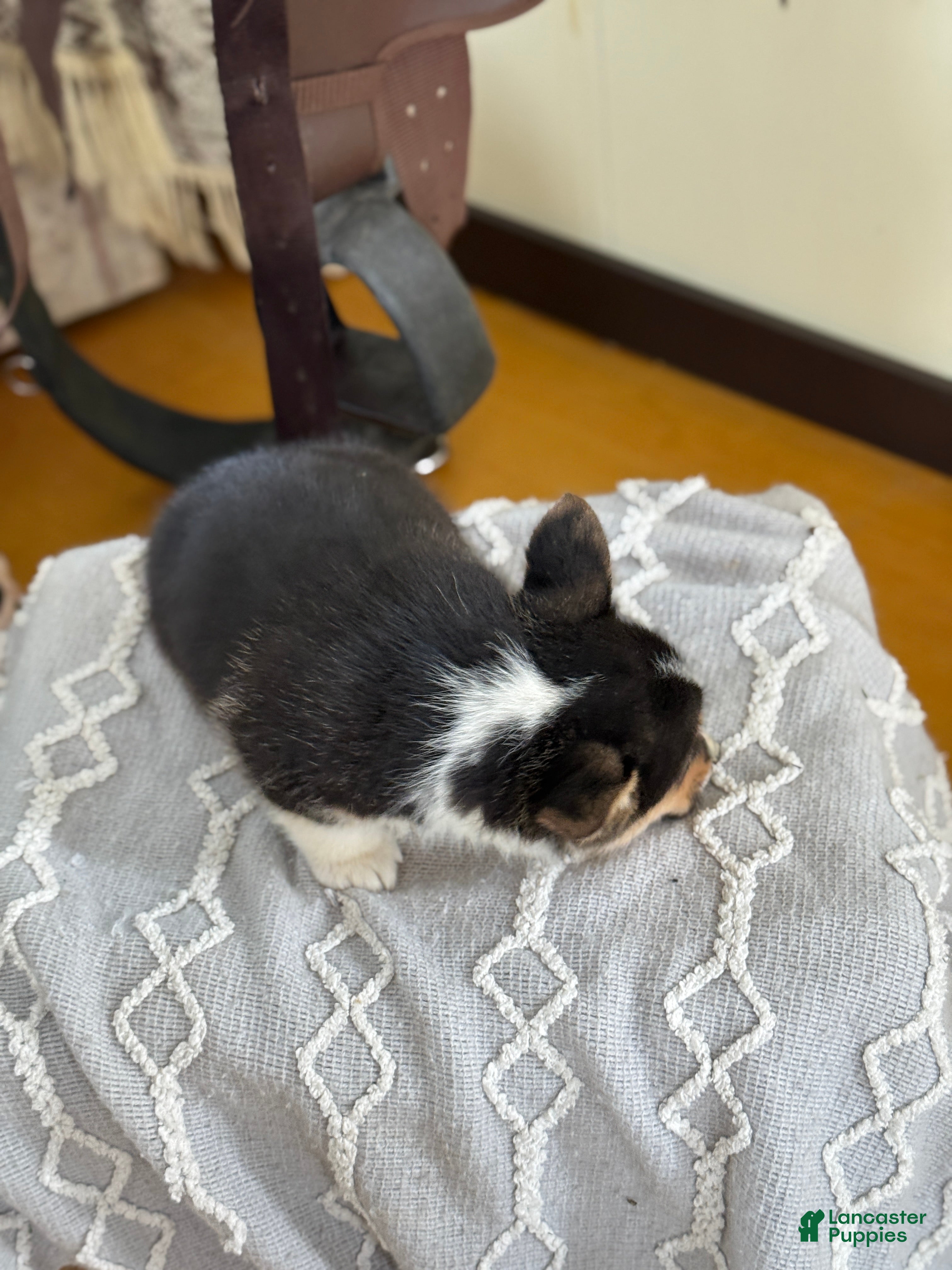 Welsh Corgi Pembroke dogs Finley - Ad 2