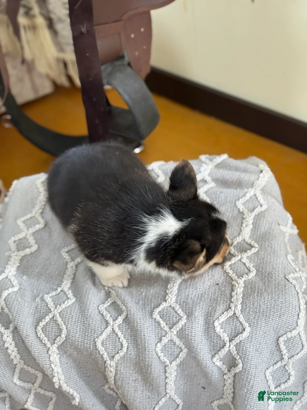 Welsh Corgi Pembroke dogs for sale: Finley - Ad 2