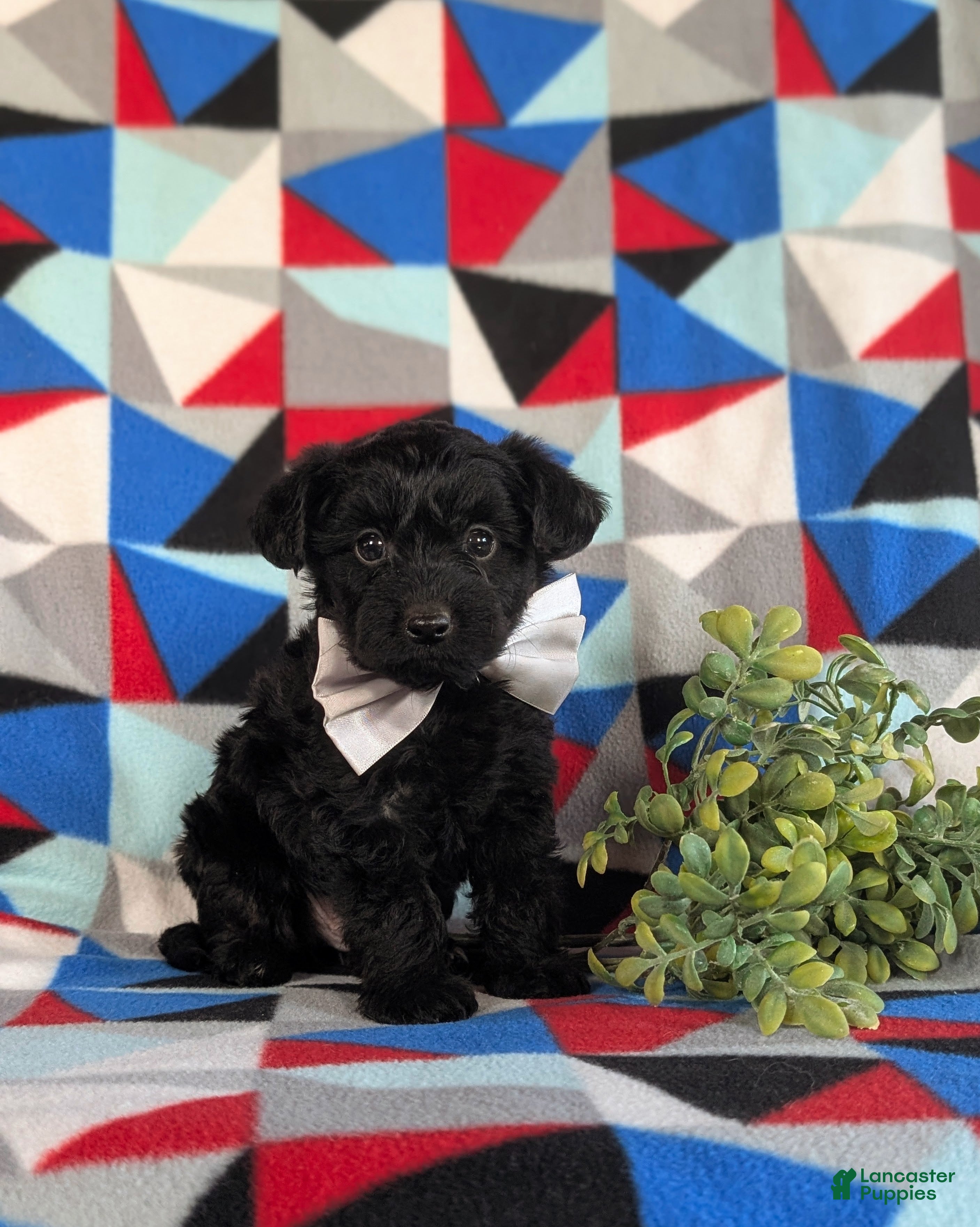 Yorkiepoo dogs Hugo 6 lbs Full Grown - Ad 2