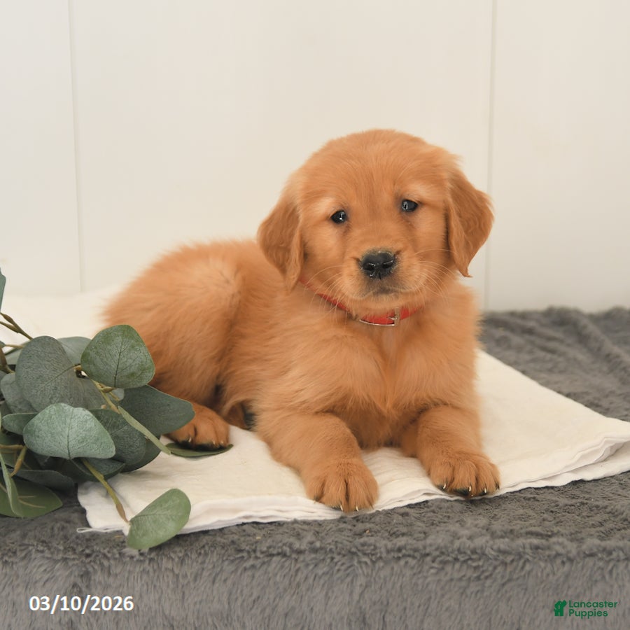 Golden Retriever dogs Malcolm - Ad 2