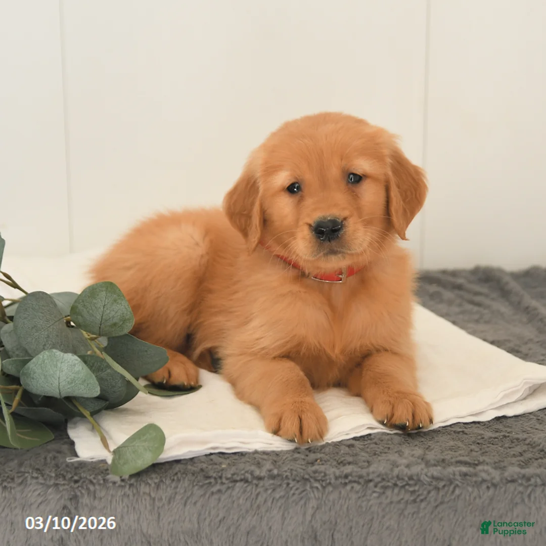 Golden Retriever dogs for sale: Malcolm - Ad 2